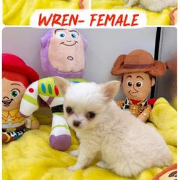 Wren - Cream female Chihuahua puppy in Williamsburg, Virginia from PAWSitive Cheeky Chihuahuas