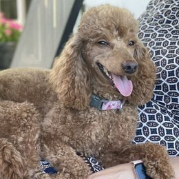 Priscilla - Poodle