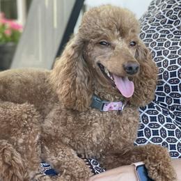 Priscilla - Poodle