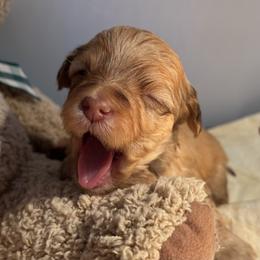 Boy 2 - Red male Havanese puppy in East Lansing, Michigan from VanCort's Happy Havanese