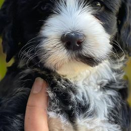 Australian Labradoodles from Eagle Ridge Australian Labradoodles