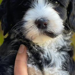 Australian Labradoodles from Eagle Ridge Australian Labradoodles