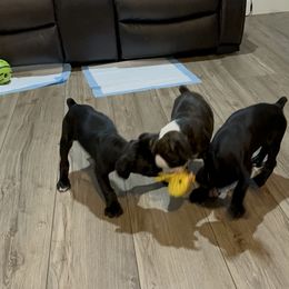 Boxer Puppies from A&B Euro Boxers, LLC