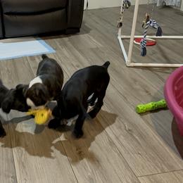 Boxer Puppies from A&B Euro Boxers, LLC