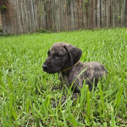 Doberman Pinscher and Great Dane Puppies from Draggin Dobermans & Great Danes