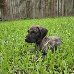Doberman Pinscher and Great Dane Puppies from Draggin Dobermans & Great Danes
