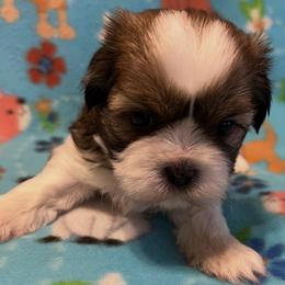 Mike - Black gold and white male Shih Tzu puppy in Hemet, California from Aloha Shih Tzu