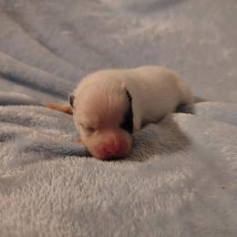 AKC limited Bowie - Black parti male Pomeranian puppy in Andrews, South Carolina from Purple Diamonds Kennel