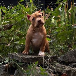 Mary - Liver female American Bully puppy in Nashville, Tennessee from SimplyBullies
