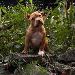 Mary - Liver female American Bully puppy in Nashville, Tennessee from SimplyBullies