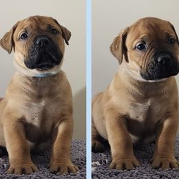Boy 3 - Boerboel puppy from Freedom Boerboels LLC