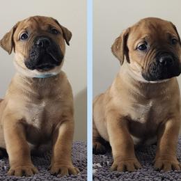 Boy 3 - Boerboel puppy from Freedom Boerboels LLC