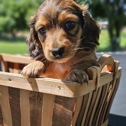 Dachshund Puppies from Loyal Lil Dachshunds