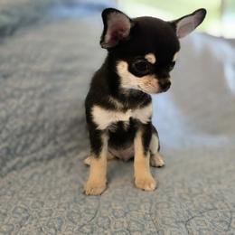 Handsome - Black and tan male Chihuahua puppy in Cape Coral, Florida from Inspired Chihuahuas