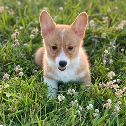 Black collar - Fawn female Pembroke Welsh Corgi puppy in Wyoming, Illinois from Cardinal Corgis