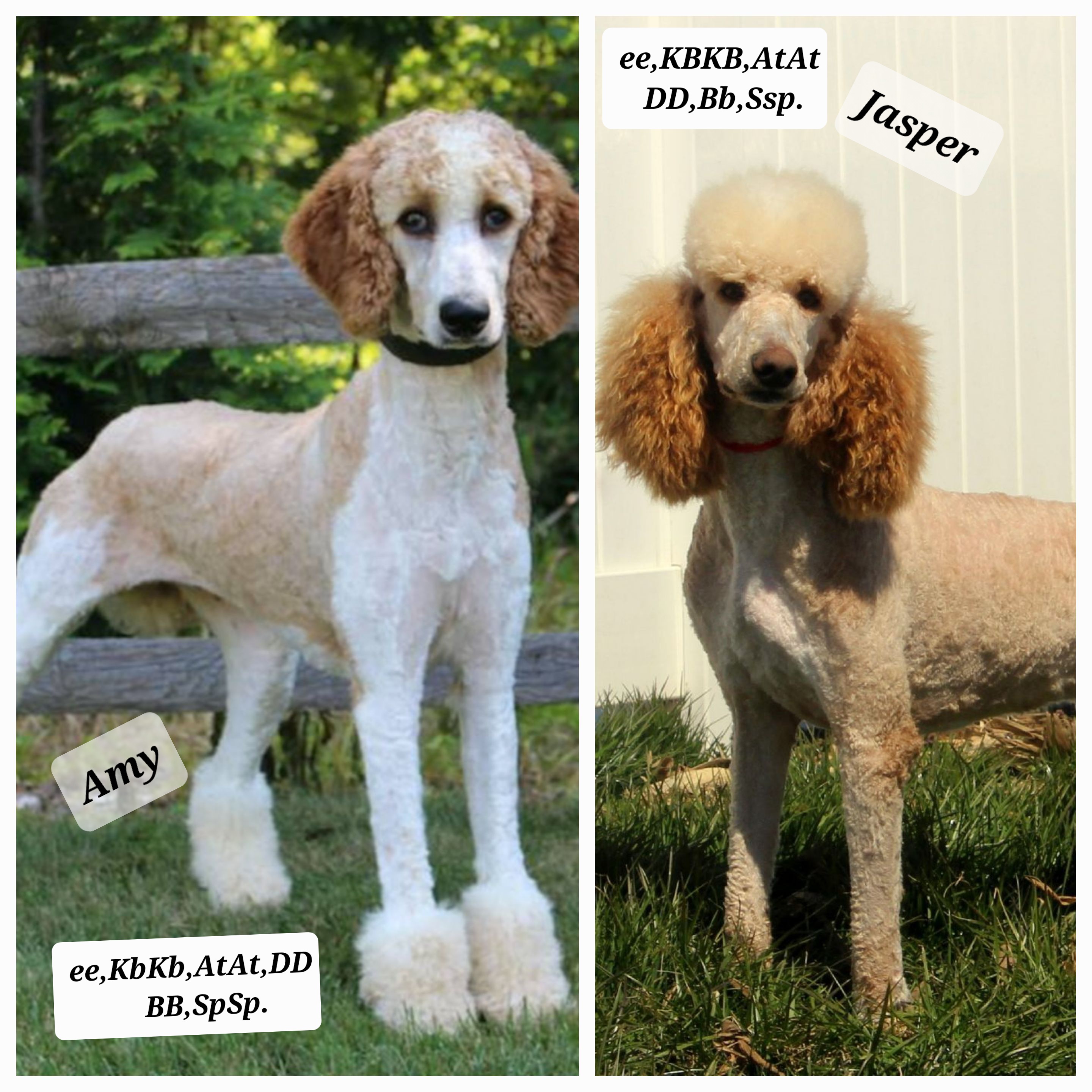 Poodles from J&Js Majestic poodles