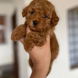 Biscoff - Red male Maltipoo puppy in San Diego, California from Maltipoos SD