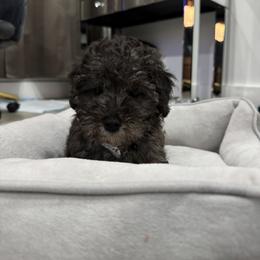 Poodle Puppies from Silver Ivory