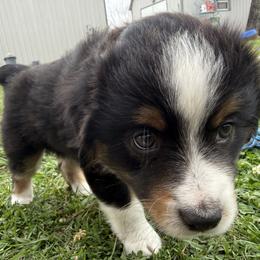 Maverick - Black tri male Miniature Australian Shepherd puppy in Highlands, Texas from TK Kennels