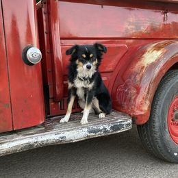 Jax - Toy Australian Shepherd