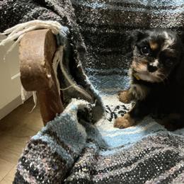 Eve - Black and tan female Cavalier King Charles Spaniel puppy in Bullhead City, Arizona from Country Candy Cavaliers