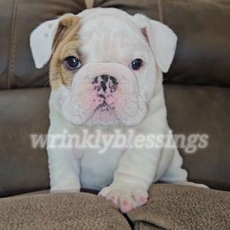 Murray - Bulldog puppy from Wrinkly Blessings English Bulldogs