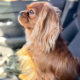 Ruby - Cavalier King Charles Spaniel