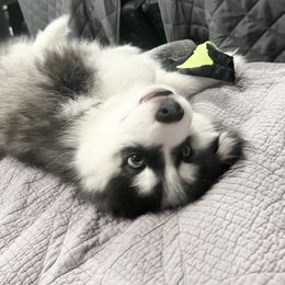 Pomsky Puppies from Pomsky Playpen
