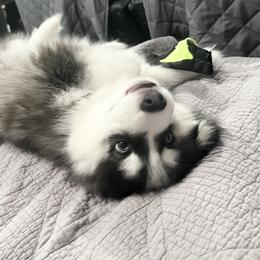 Pomsky Puppies from Pomsky Playpen