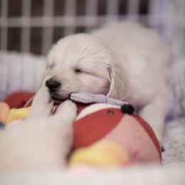 Cavalier King Charles Spaniel and Golden Retriever Puppies from Tsarevich Goldens and Cavaliers