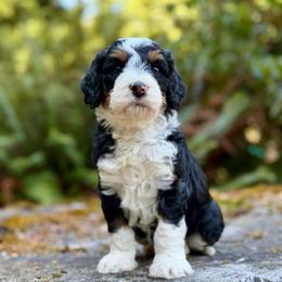 Prince Charming (Light Green Collar) - Tri-color male Bernedoodle puppy in Stanwood, Washington from Butter Cup Pups and Paws