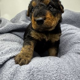 Airedale Terrier Puppies from Farm 55
