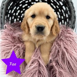 Fae - Golden female Golden Retriever puppy in Cadillac, Michigan from K & M Golden Retrievers