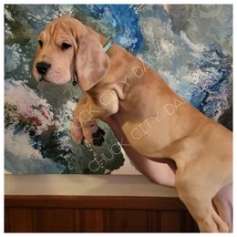 Great Dane and Yorkshire Terrier Puppies from Chuck City Danes
