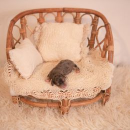 Dachshund Puppies from Brittney Harrison