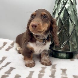 Teddy - Piebald male Dachshund puppy in Goodyear, Arizona from AZ Royal Doxies llc
