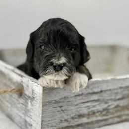 Shimmer - Tri-color female Bernedoodle puppy in La Plata, Maryland from Serenity Creek Doodles