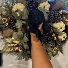 Boo (2nd pick black male) - Black male German Shepherd puppy in Watervliet, Michigan from M&M Shepherd Farms