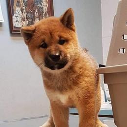 Shiba Inu from Bay Area Shiba Inu