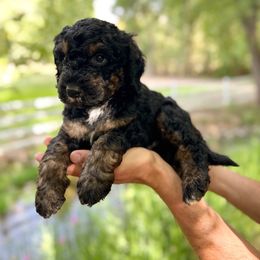 Rockies - Phantom male Bernedoodle puppy in Thatcher, New Mexico from Brush Fire Doodles