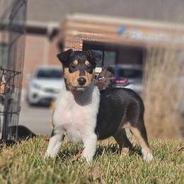 Matcha - Black white and tan female Collie puppy in Eldorado, Kansas from Prairie Creek