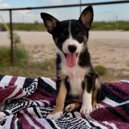 Venture - Tri-color male Border Collie puppy in Odessa, Texas from High Velocity Stockdogs