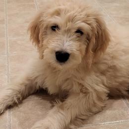 Bernedoodle, Goldendoodle, and Sheepadoodle Puppies from Golden-Doods and Company