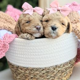 Aussiedoodle and Goldendoodle Puppies from Ever After Doodles Arizona