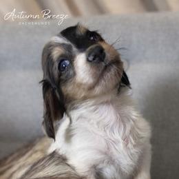 Call - Piebald female Dachshund puppy in Clever, Missouri from Autumn Breeze Dachshunds