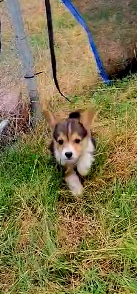 Vaporeon - Black and tan female Pembroke Welsh Corgi puppy in Kingman, Kansas from Tiny Titans K9