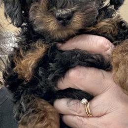 Poodle Puppies from Wanda Burton