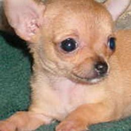 Chihuahuas and Cocker Spaniels from D&D Hill Country Cockers and Chihuahuas