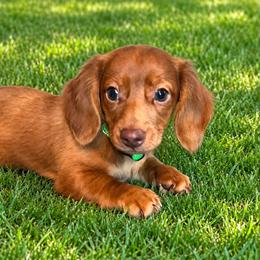 Tod - Dapple male Dachshund puppy in Sedalia, Missouri from Sho Me Spots