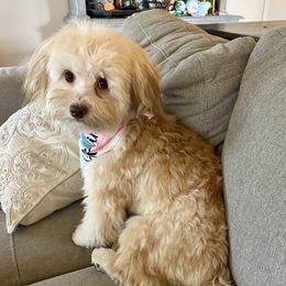 Autumn - Havanese